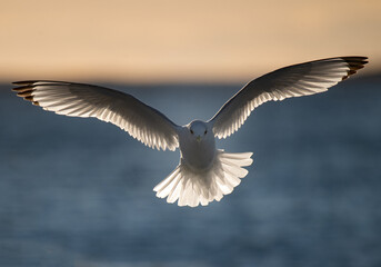 Möwe im Gegenlicht