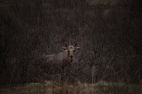 Elch in Norwegen