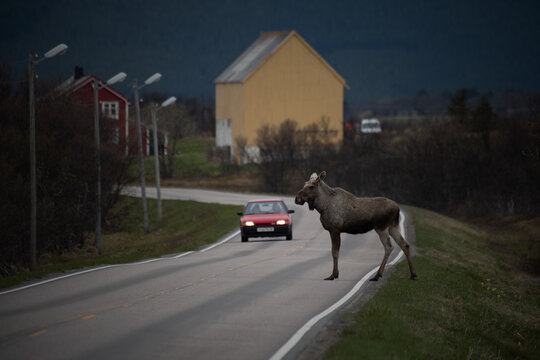 Elch auf der Strasse