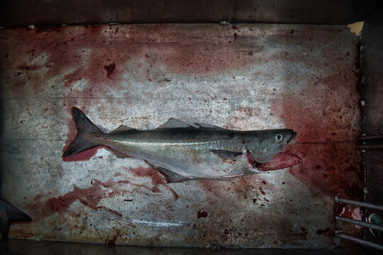 Fischfang