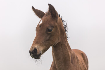 Fototapeta premium Junges Fohlen