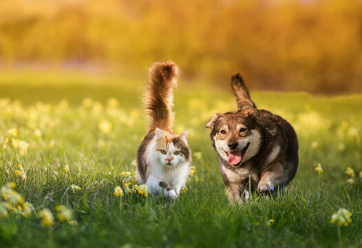 couple of friends a cat and a dog run merrily through a summer flowering meadow