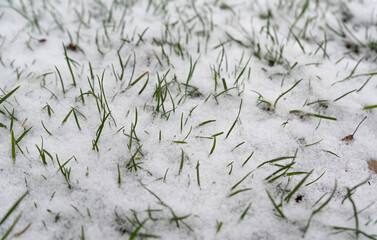 Green grass under the snow. The first snowfall. Grass under fresh fluffy snow.