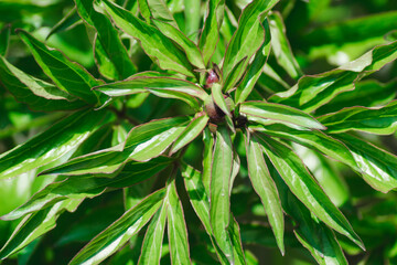 Green unopened peony bud. Green leaves and buds of peonies. Natural green background or texture, selective focus