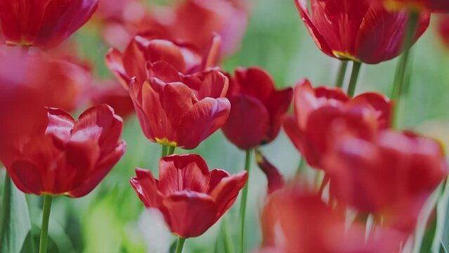 Many Red Tulips in the wind in summer.