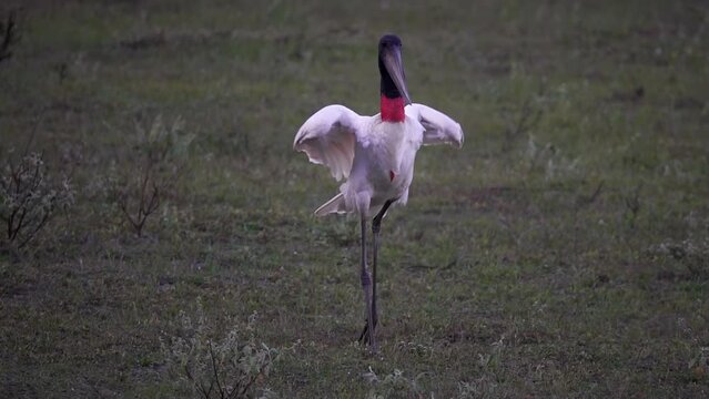 Jabiru bird Jabiru mycteria in Nature