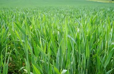 Grünes Weizenfeld bei Sonne im Frühling 