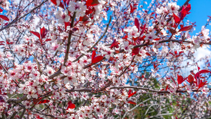 Fototapeta premium Close-up view of beautiful cherry blossoms blooming. Selective focus. Sakura garden. Gourgeous cherry trees in full blossom.