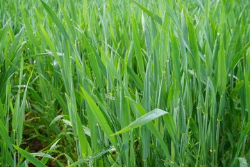 Grünes Weizenfeld im Frühling 