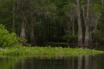 Fototapeta na wymiar Bayou Swamp
