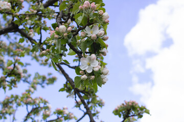 Pink apple blossoms in the blue sky