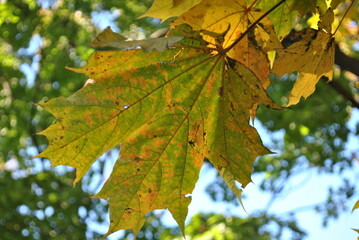 maple leaves