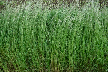 Hohes grünes Gras bei Wind im Frühling 