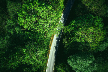 Road in Green Forest, Drone view