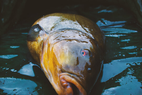 Close up of a large Tench, a large fish water fish also known as Tinca Tinca. Side view with Shallow depth of field and defocused background.