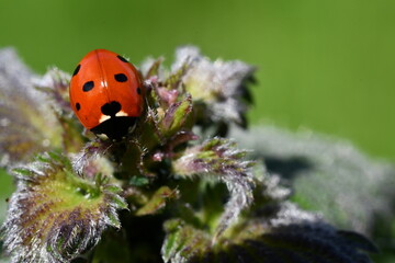 ladybird on a leaf