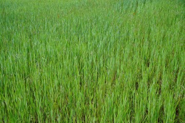 Grünes Weizenfeld im Frühling 