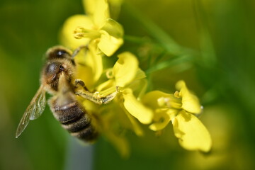 Nature, macros, bees, insects, flowers and more, on  April  and May 2022 in Kilkenny, Ireland. 