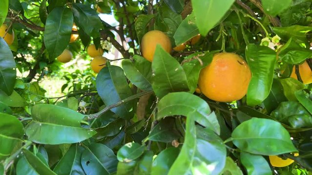 grapefruit tree camera zooms in behind the leaves and sees many grapefruit fruits. High quality 4k footage