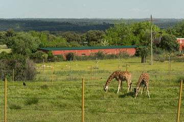 Couple of giraffes eating grass looking down inside a driving safari in madrid - obrazy, fototapety, plakaty