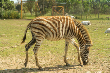 Fototapeta na wymiar Young zebra eats grass under the sun in safari madrid