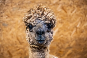 Alpaca farm, close-up curly head of a brown alpaca, black eyes looking directly at the camera, indoors against a brown wall.