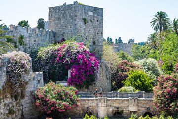 Rhodes city, Greece, stone wall with the tower of the medieval Rhodes fortress, in the foreground trees with pink, purple and white flowers, green bushes, in the summer at daytime.