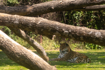 leopard laying down on the grass under sun at Safari in madrid