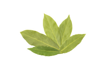 Dry bay leaf isolated on white background.