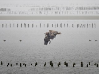 sea eagle in flight
