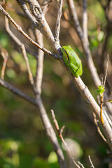European Tree Frog (Hyla arborea) juevenile resting on a branch in the dunes