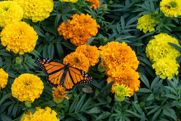male monarch butterfly, Danaus plexippus, on yellow and orange marigold, Tagetes erecta, flowers