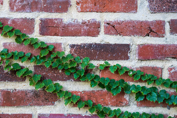 red brick wall background with diagonal green ivy vine