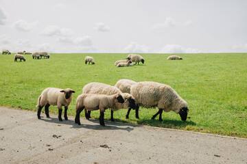 Fototapeta premium Sheep on the dike next to the North Sea. Green dyke with many sheep