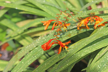 Montbretia plant after rain