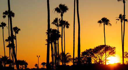 A Beautiful California Sunset Creating Silhouettes of the Palm Trees found at Corona Del Mar State...