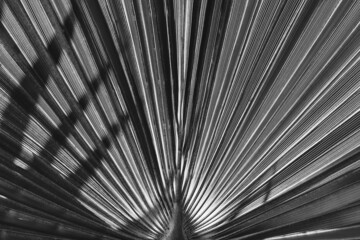 Obraz premium Fan palm in black and white