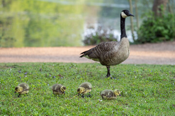 Canada goose, Branta canadensis