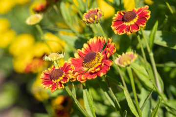 Helens Flower, Helenium