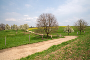 Fototapeta na wymiar Meadow orchard with blossoming trees, Bergisches Land, Germany