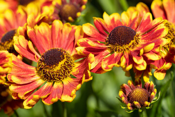 Helens Flower, Helenium