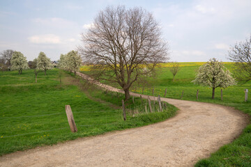 Meadow orchard with blossoming trees, Bergisches Land, Germany
