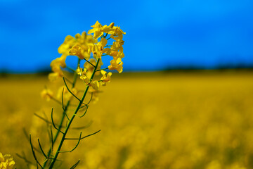 yellow flowers in the field with blue sky imitate Ukraine Flag - obrazy, fototapety, plakaty