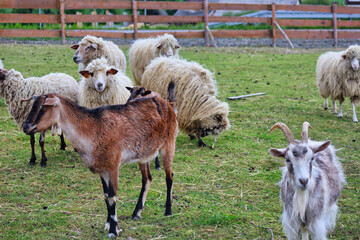 rams and goats in the agritourism farm - obrazy, fototapety, plakaty
