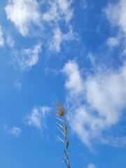 Pampa grass in the country