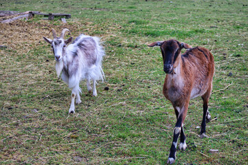rams and goats in the agritourism farm - obrazy, fototapety, plakaty