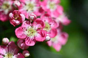 close up of a flower