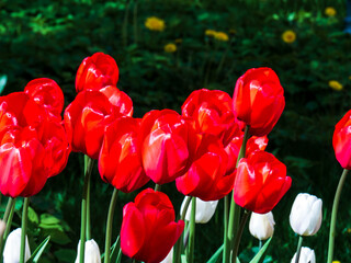 Tulips in the meadow. Beautiful red flowers with soft natural light.