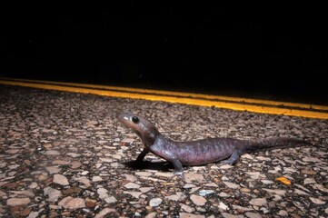 Jefferson salamander migrating across road at night
