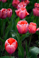 Pinky Red Tulips Grow